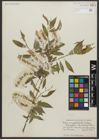 Foto von Salix amygdaloides Andersson